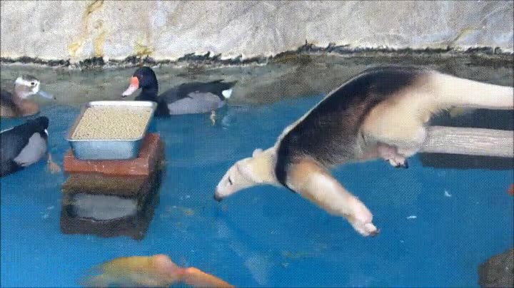 cerca,lejos,agua,atrapar,comida