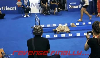 tortuga,venganza,liebre,carrera