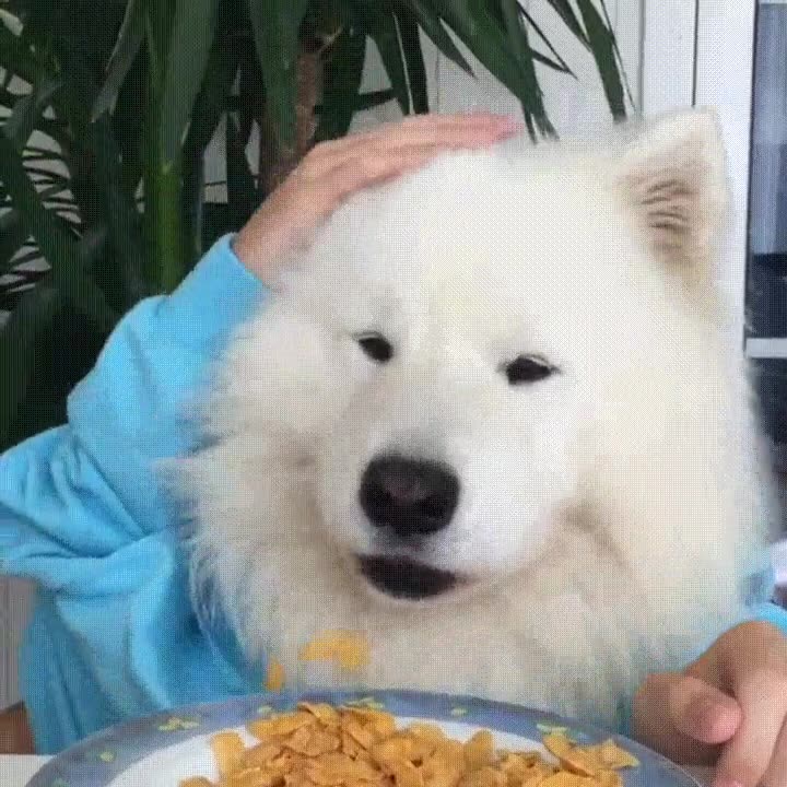 cansar,ver,perros,humanos