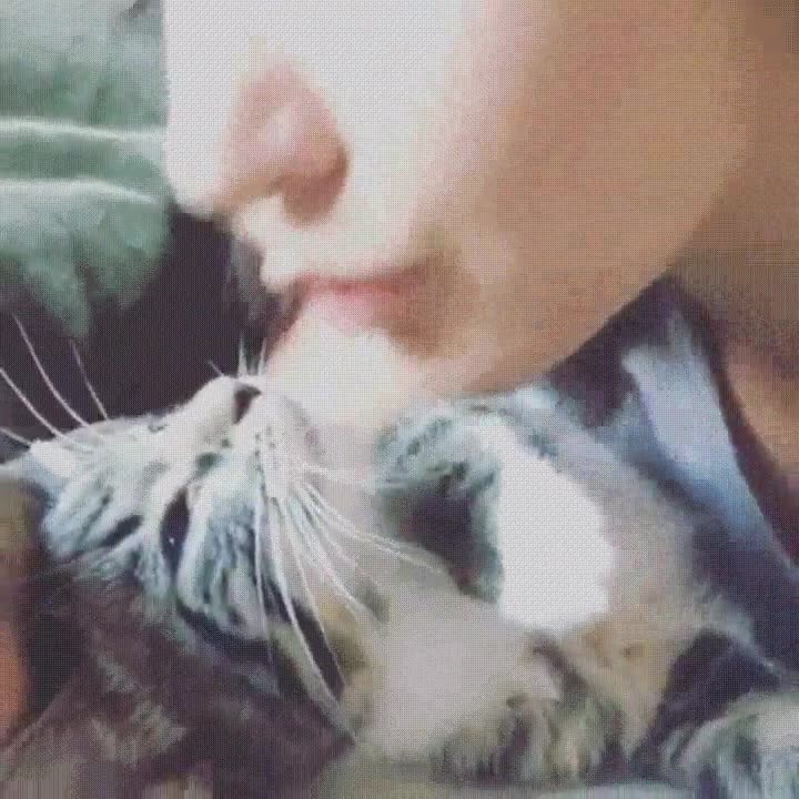 gato,decir,quejar,parar,quejarse