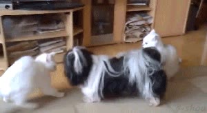 sacar,casta&ntilde;as,fuego,pelea