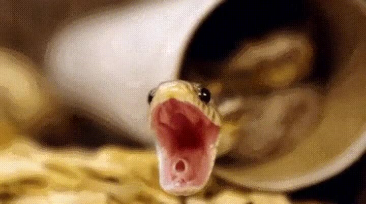 serpiente,bostezar,intentar,contagio