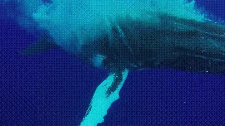 alucinante,alta mar,ballena,salto