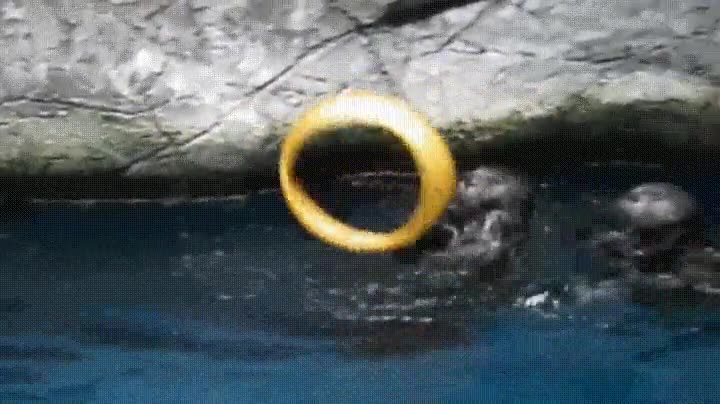 animales,jugar,demasiado,mortal kombat,aro,finish him,porrazo