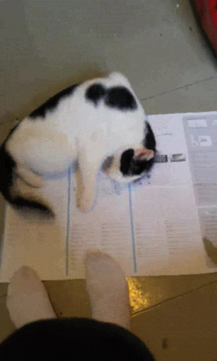 intentar,leer,instrucciones,tele,gato