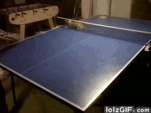 gato,jugar,ping pong,mesa,red,campe&oacute;n