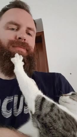 hora,barba,frondosa,enamorar,gato