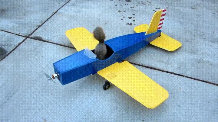 ardilla,aventurera,mundo,avioneta