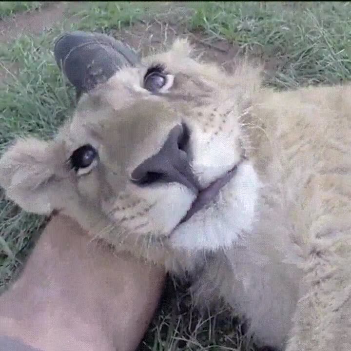 leon,ojos,grandes,cuento,caperucita