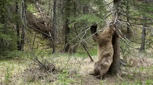 oso,montar,club,strip tease,mitad,bosque