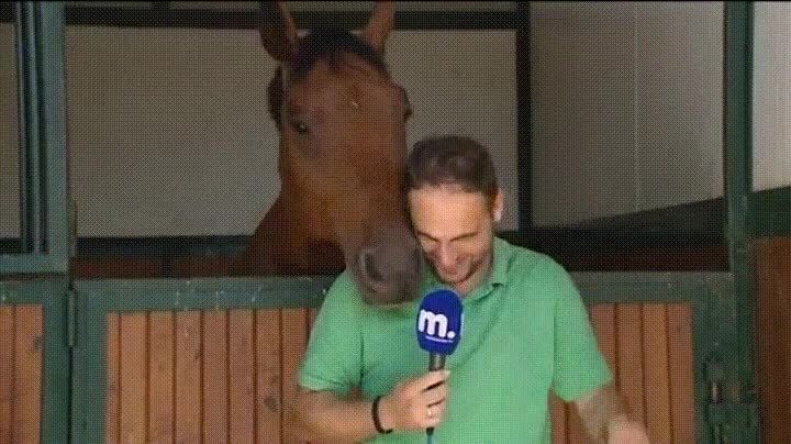 directo,antena,c&aacute;mara,reportero,micro,caballo,troll