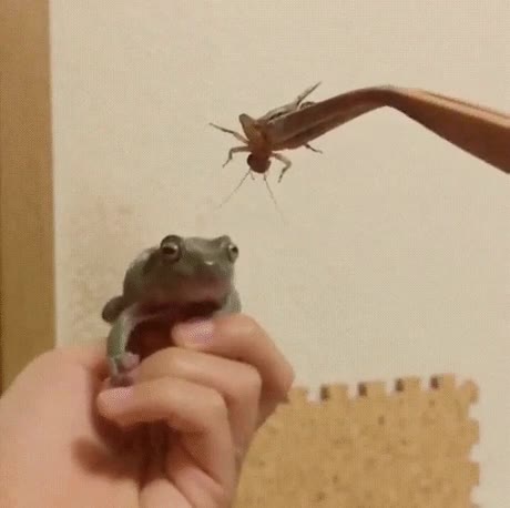 intentar,alcanzar,sue&ntilde;o,rana,comida,salto