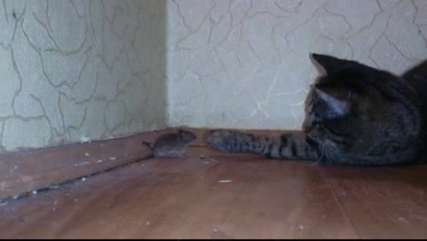 rat&oacute;n,valiente,universo,gato,sin miedo