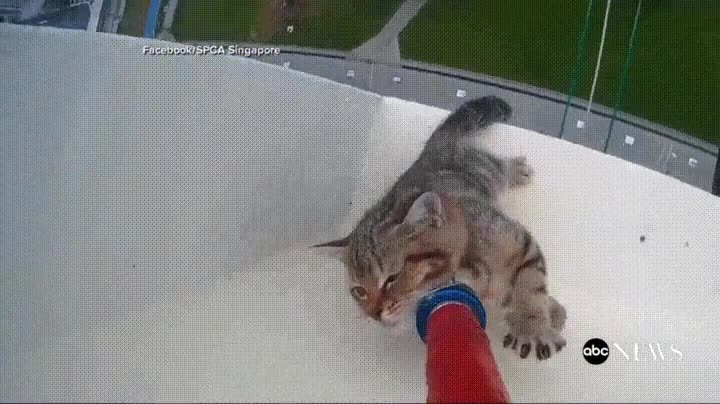 gato,rescate,alturas,vidas