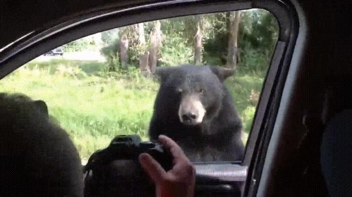 nunca,olvidar,osos,capaces,abrir,puerta,coche