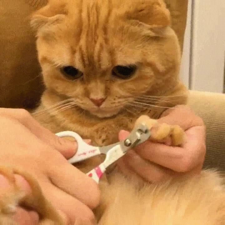 gato,manicura,cortar,u&ntilde;as,tranquilidad,mundo