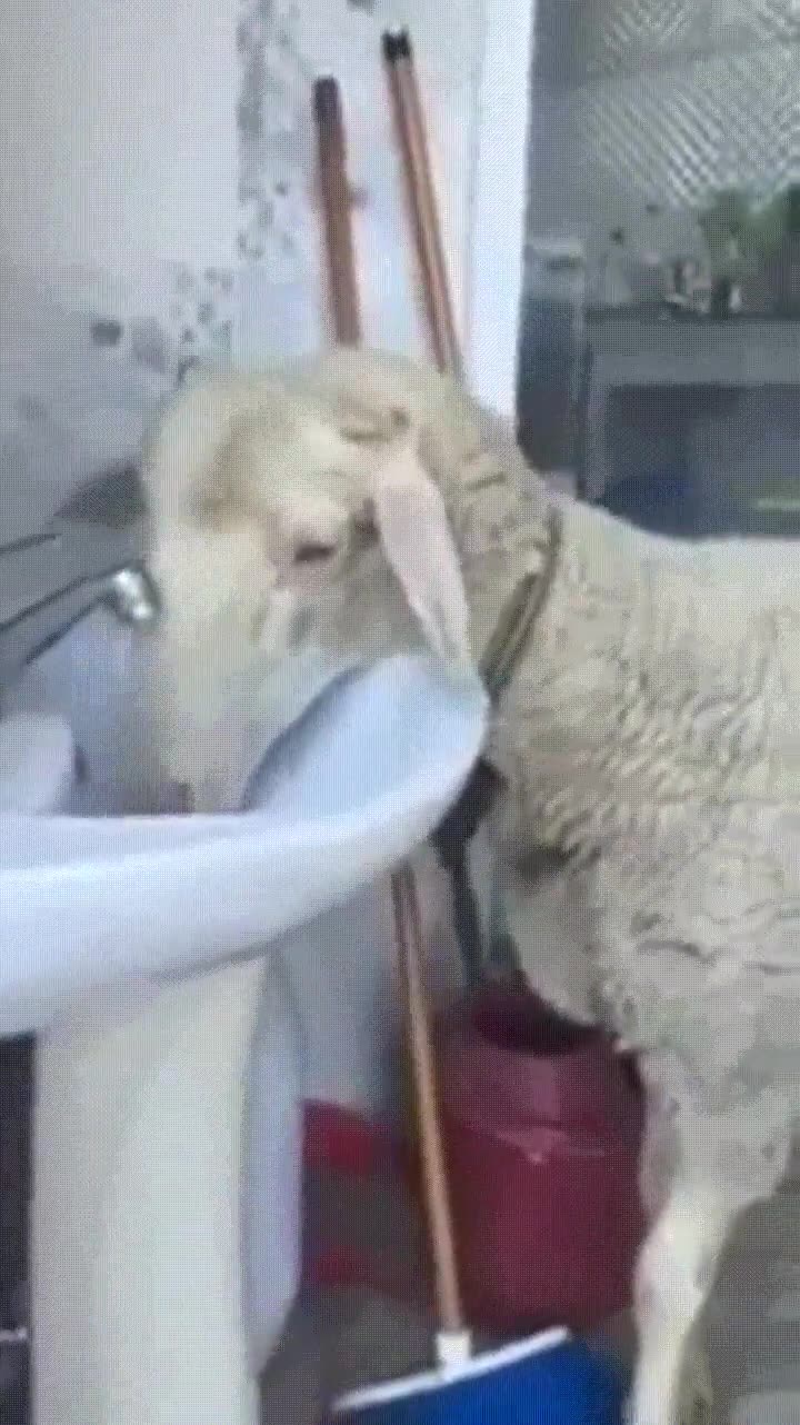 oveja,problemas,beber,agua