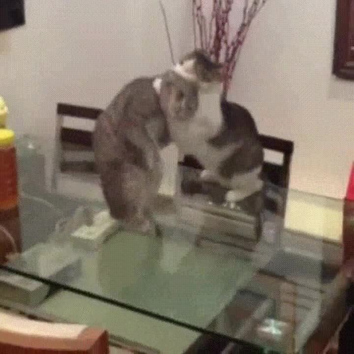 gato,ver,demasiados,combates,WWE