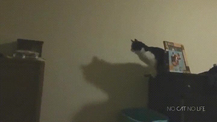 esperar,mal,salto,gato,demasiado,fail,caida