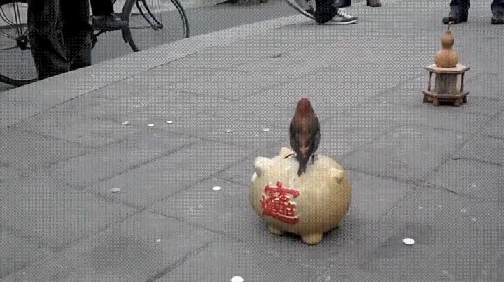 pajaro,aprender,ahorrar,fin de mes