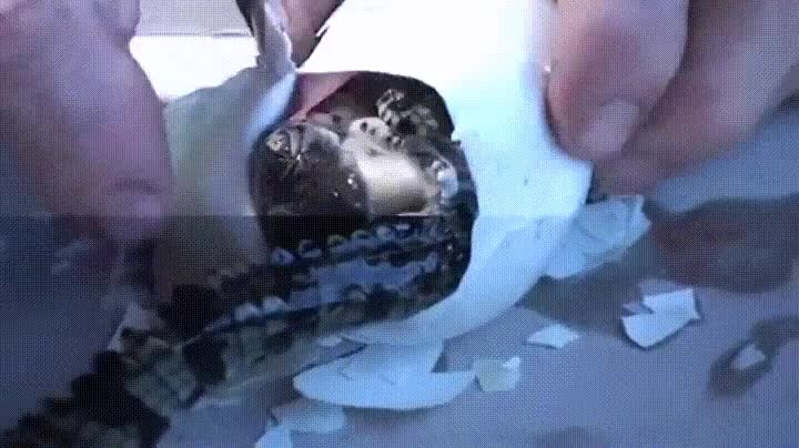 venir,mundo,conquerir,cocodrilo