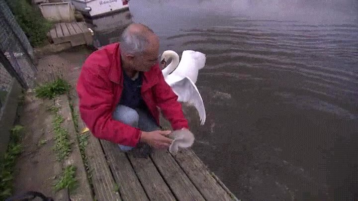 intentar,rescatar,cisne,poner f&aacute;cil