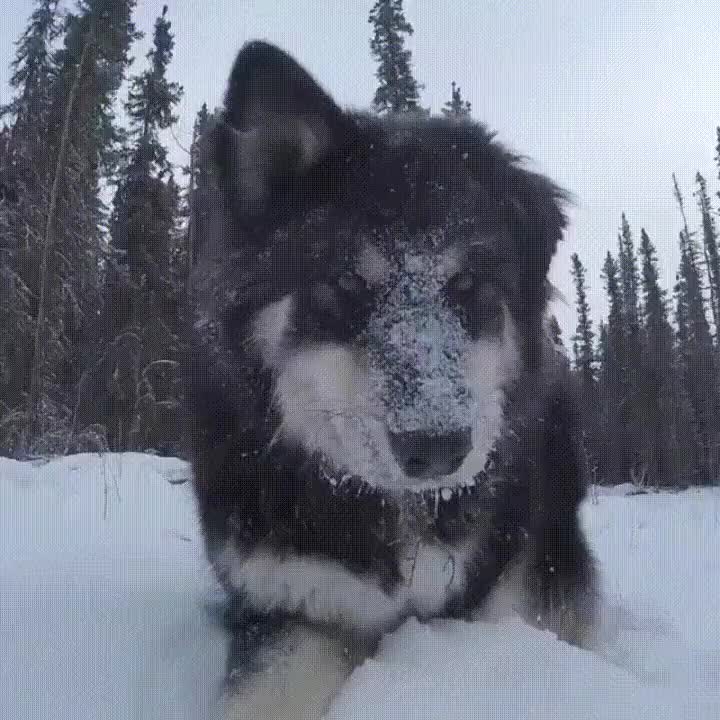 perro,adorar,nieve,mundo,disfrutar