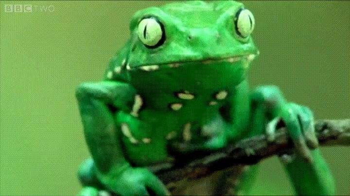 rana,crema,sol,espalda