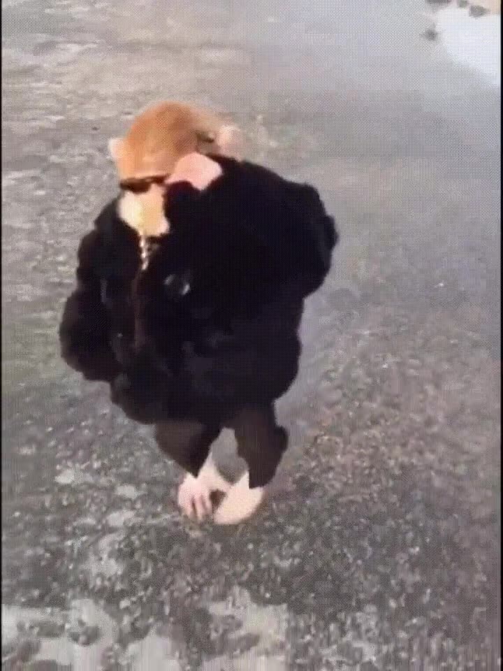nunca,tener,swag,mono,molón