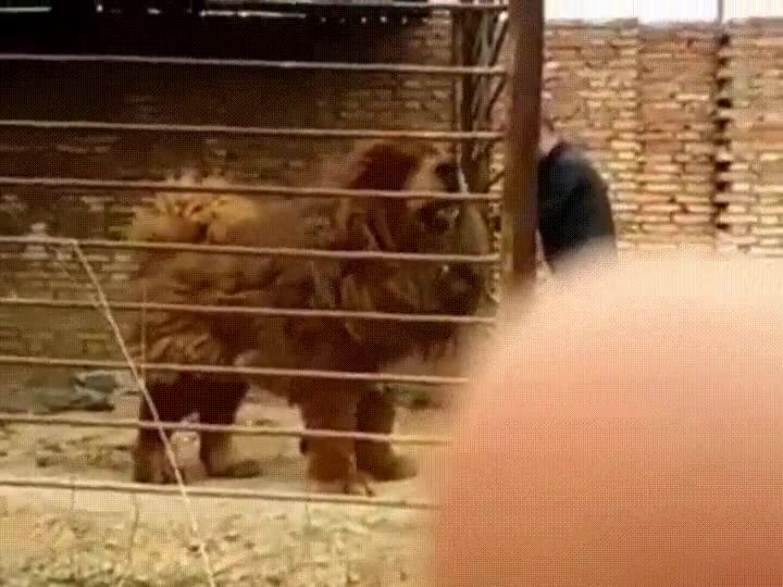 perro,enorme,gigante,dogo,tibet