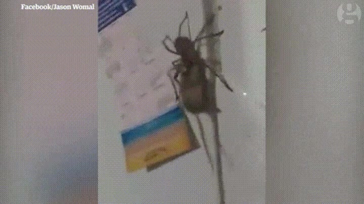 ara&ntilde;a,australiana,rat&oacute;n,paseo