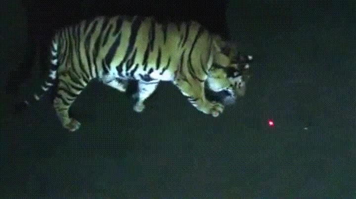 gato,grande,gustar,punto,laser