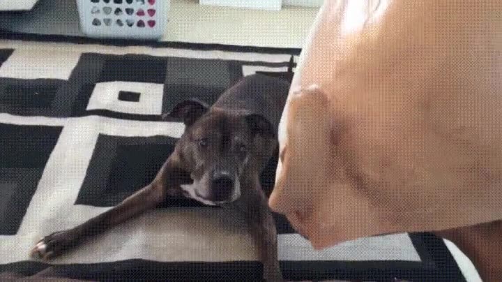 forma,facil,dejar,alucinado,perro