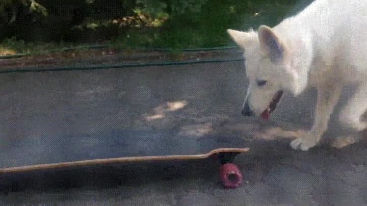 tener,bastante,patinete perro