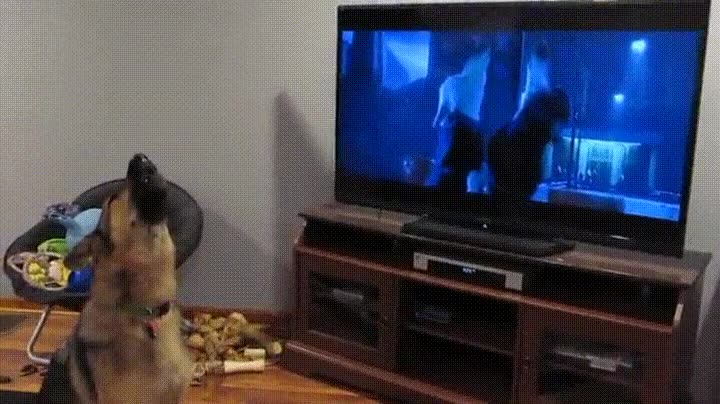 perros,grandes,artes,interpretativas