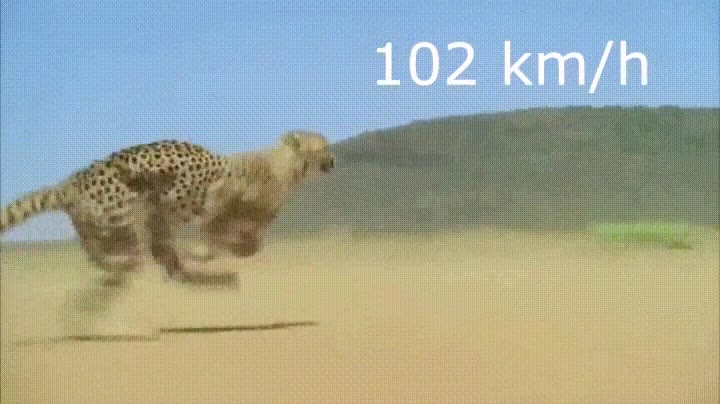 Enlace a El animal terrestre más rápido en todo su esplendor