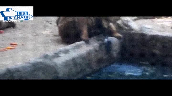 oso,salvar,colega,horrible,muerte