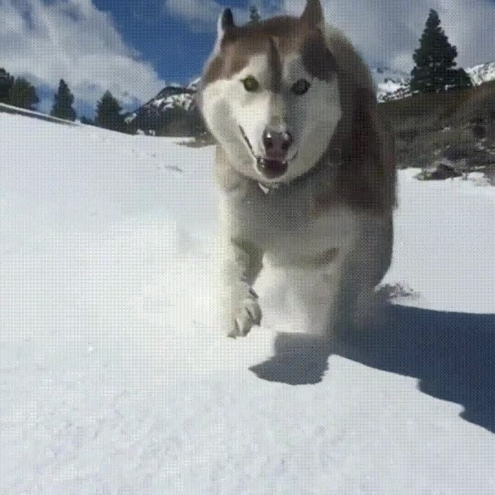 mejor,momento,a&ntilde;o,husky,cara
