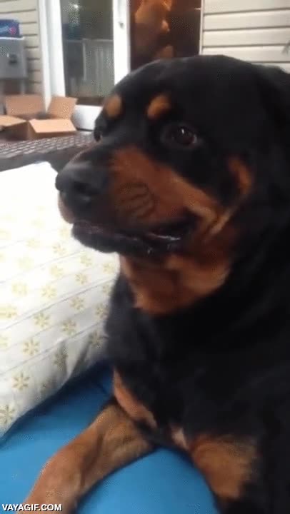 pedir,perro,poner,cara,miedo,aterrador