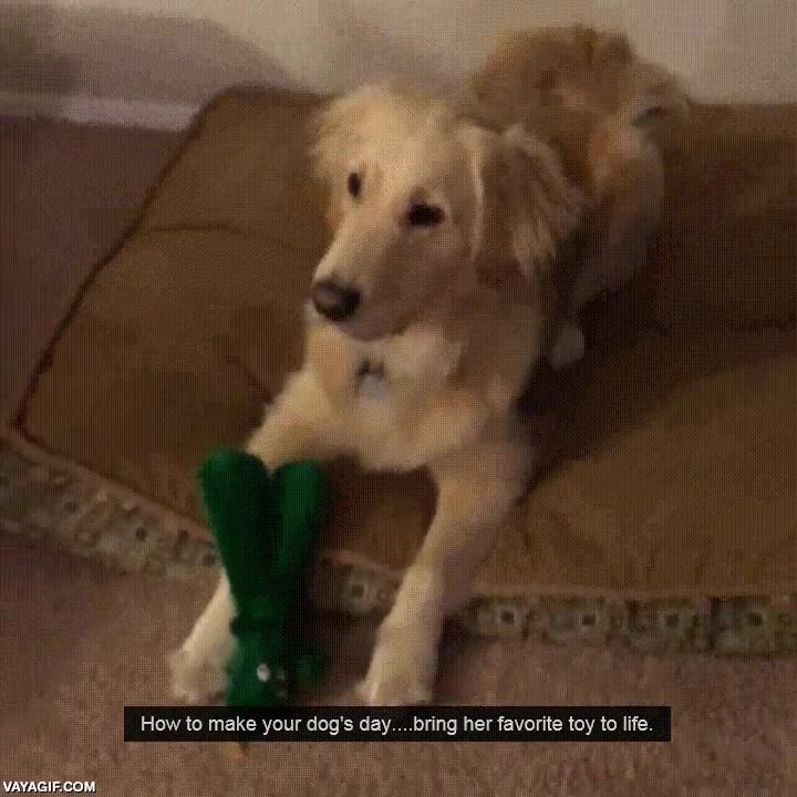 hacer,feliz,perro,peluche,favorito