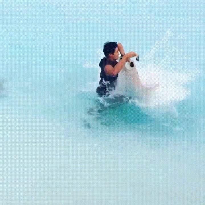 todo,mejora,manta,alimentar,ojos,locos