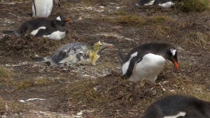 creer,tocar,mal,vecino,mala suerte,ping&uuml;ino