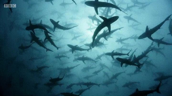 bonito,día,salir,bucear,tiburones