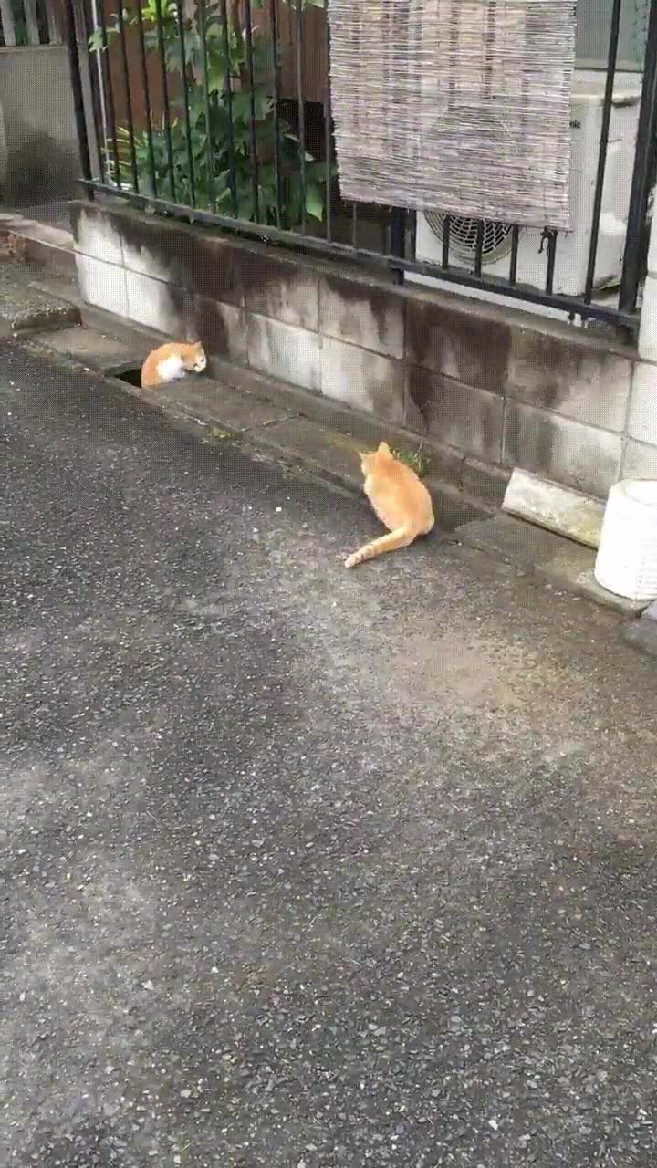 gato,jugar,escondite,adorable,agujeros