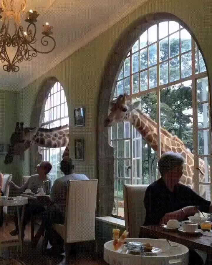humanos,jirafa,ventana,entrar,que hac&eacute;is