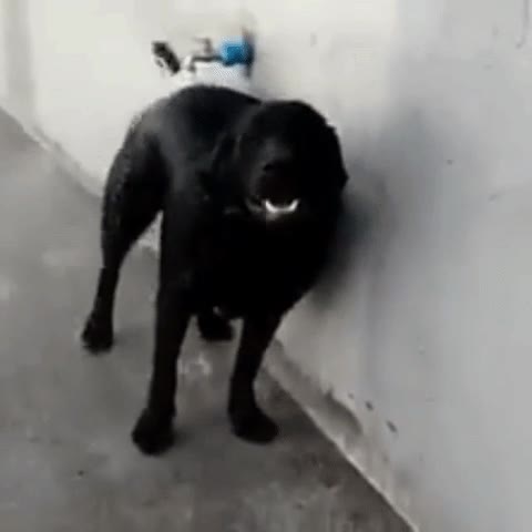 pero,espabilado,aprender,ducharse,sin ayuda,nadie