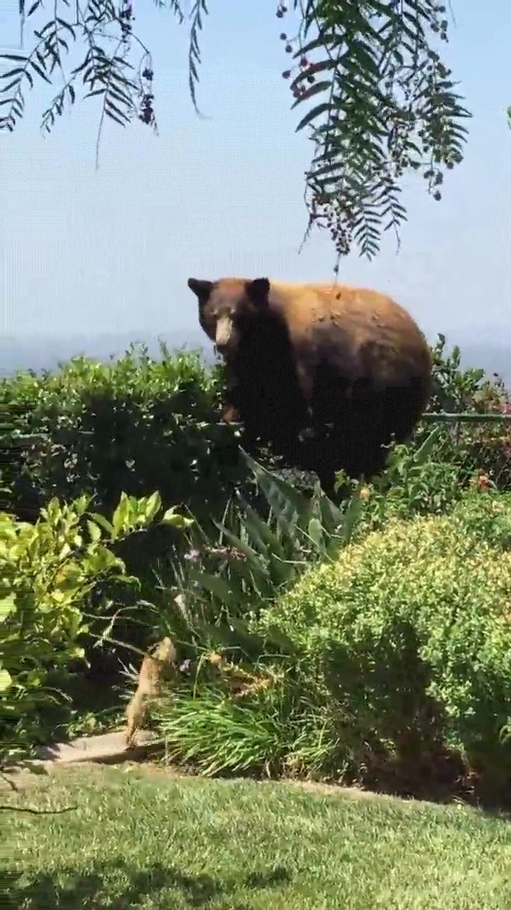 tener,perros,jardin,asustar,oso,orgulloso
