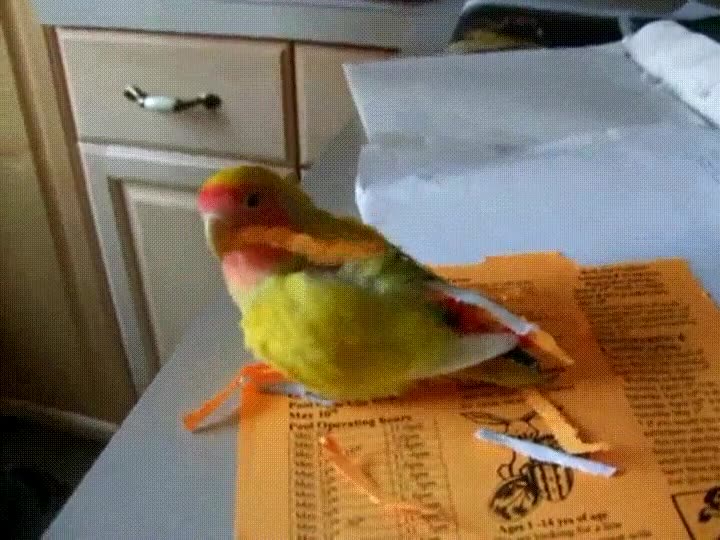 p&aacute;jaro,enganchar,varios,trozos,papel,construir,nido,aprovechar,viaje