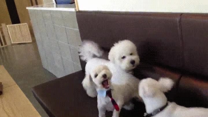 perro,madre,paz,pelea,hermanos