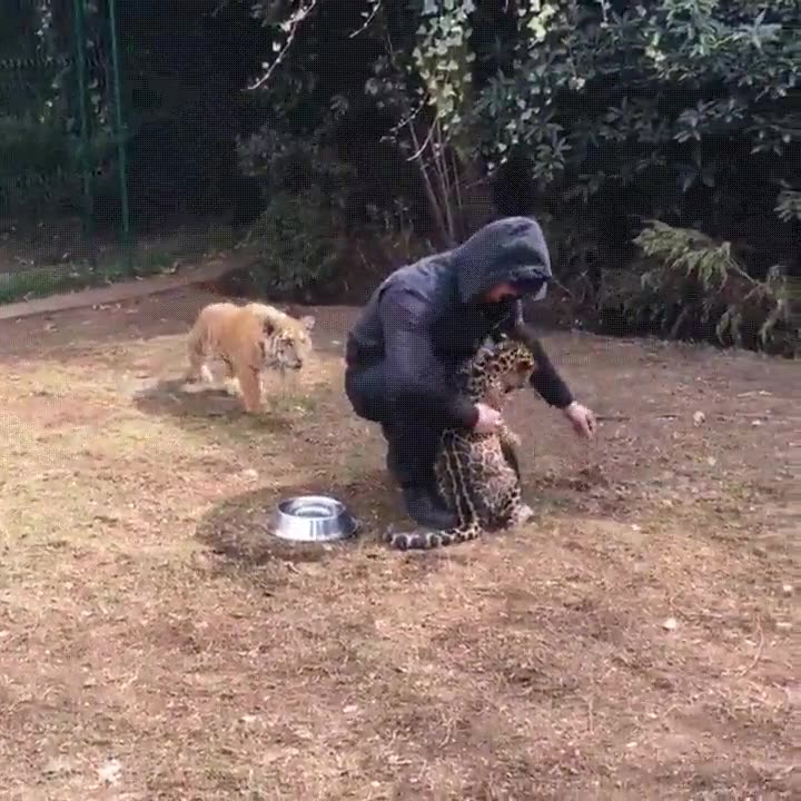 fondo,seguir,siendo,gatos